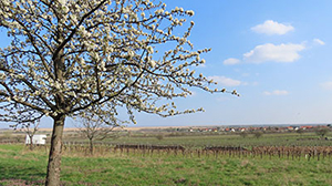 Kirschblütenweg in Donnerskirchen