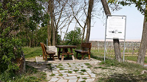 Martinsplatzl Mörbisch